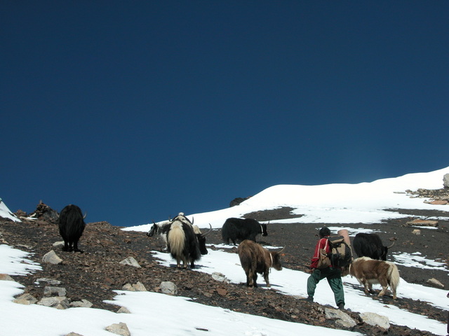 Yak herd grazing high up in the Himalayan bugyals