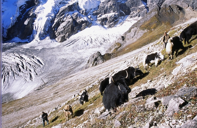 Yaks traversing a high altitude pass in Kumaon